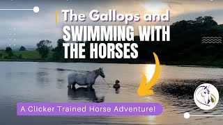 Going to the Gallops and Swimming with the Horses | A Clicker Trained Horse Adventure! by Connection Training 4,234 views 3 years ago 14 minutes, 44 seconds