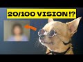 If Your Dog Stares at You Like This, Don’t Ignore It!