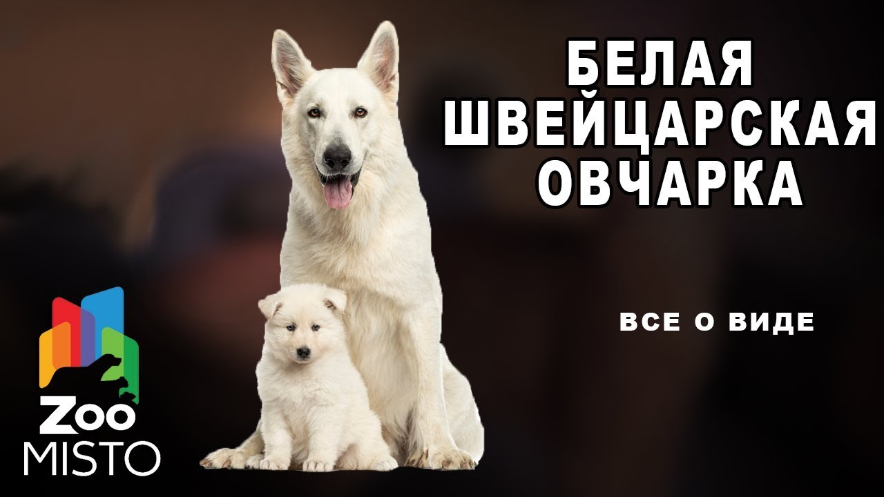 какая порода собак большая белая