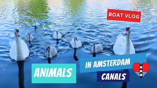 Animals in Amsterdam: A Captivating Journey through the Enchanting Canals! screenshot 4