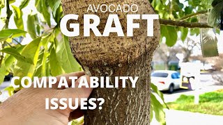 Grafting Avocado Trees | Graft compatibility issues?