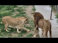 Казанова знает. что настойчивость - залог успеха) Тайган Lions in Crimean Taigan