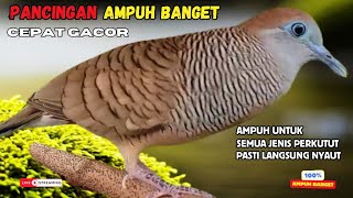 Perkutut Lokal Gacor Pancingan Paling Ampuh Ahlinya Bikin Semua Perkutut Bakal Nyaut Bunyi | Z105 screenshot 3