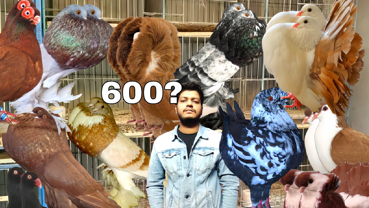 ছয়শ' টাকা জোড়া রানিং ফেন্সি কবুতর ক্রয় করুন #bdkhamar #kobutorkhamar #pigeonlaver #pigeonhouse #king