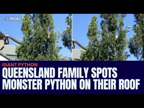 Queensland Family Spots Monster Python On Their Roof