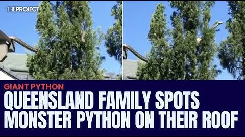 Queensland Family Spots Monster Python On Their Roof