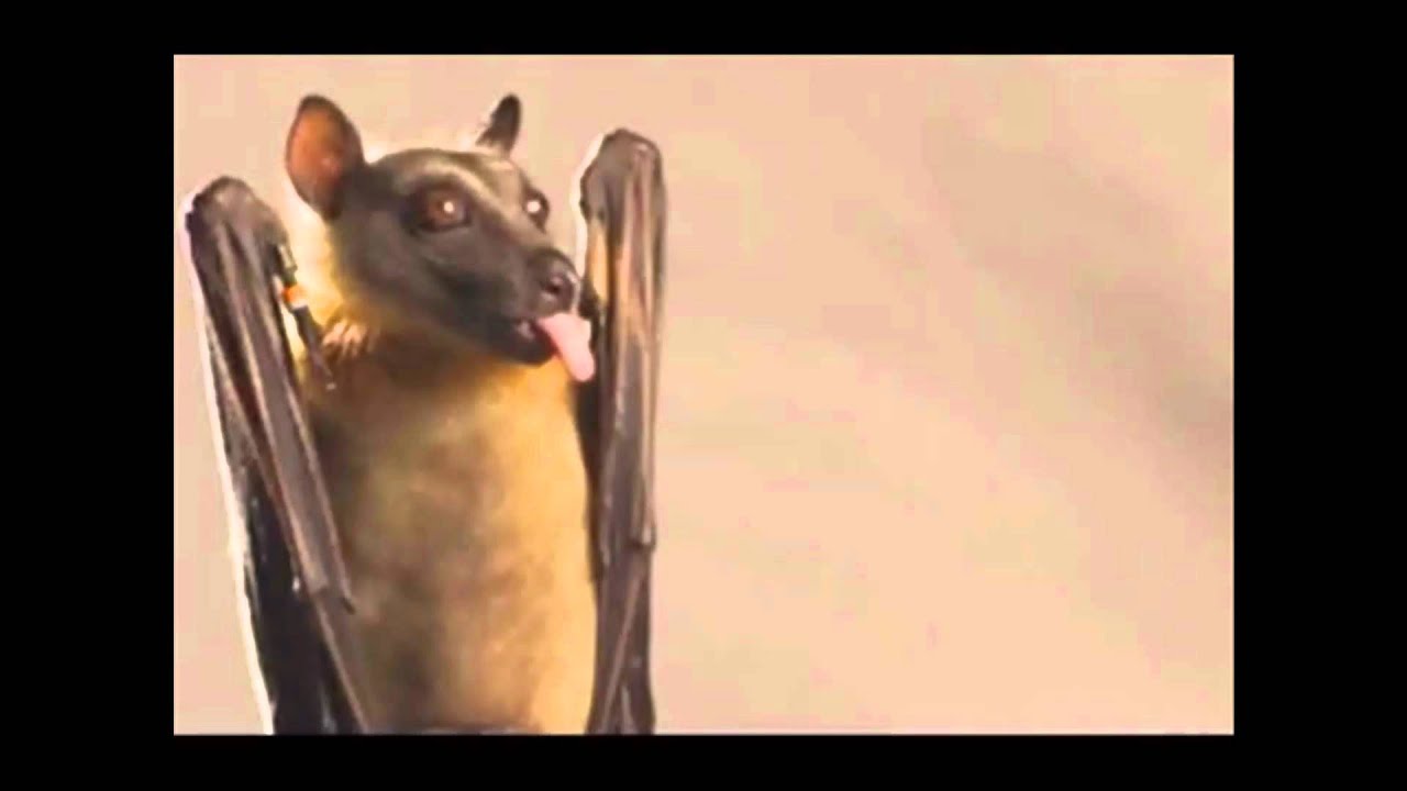 luther imdb Slow Bat Loop #18