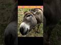 99% People don't know these Animal Facts | #Factreee