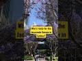 Sydney Jacaranda Season Shorts Sydney Australia mp3