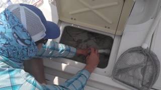 Miami Bonefish Research With The Bonefish Tarpon Trust