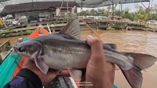 SECONDS COUNT!! FISHING FOR BAUNG BABON WITH KUCUR BAIT YT KAHAYAN