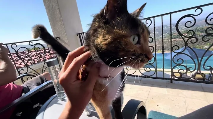 Video 6766491: servalcat cat, servalcats wildlife, cat playing funnycats, calico cat, funnycats gatos, cat funny gatos