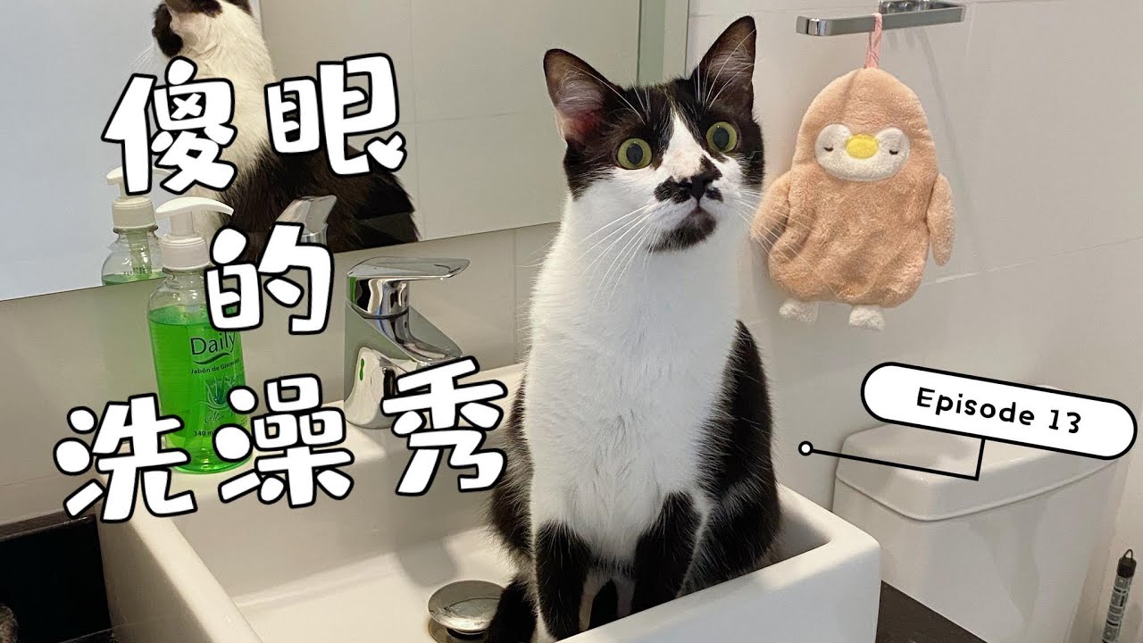 怪奇傻眼系列ep 13 傻眼的洗澡秀 在家幫貓咪洗澡 Youtube