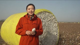 LIVE: Discover Xinjiang's mechanized cotton harvesting