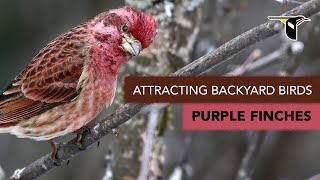 Attracting Backyard Birds: Purple Finches