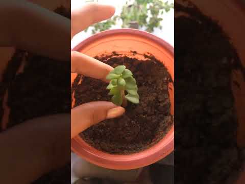 How To Grow
