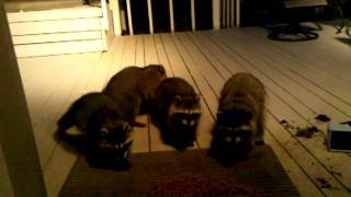 Raccoon update by Mark4799 138 views 12 years ago 2 minutes, 12 seconds