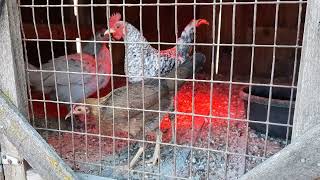 Modern Game Bantams in their coop under heatlamp in winter