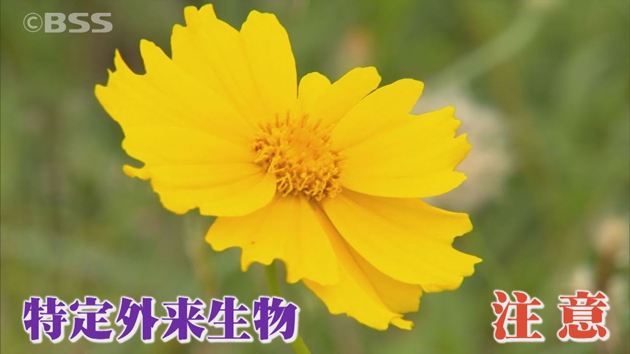 キレイな花には注意を 外来種のオオキンケイギク 知らずに栽培で 罰金 も Youtube