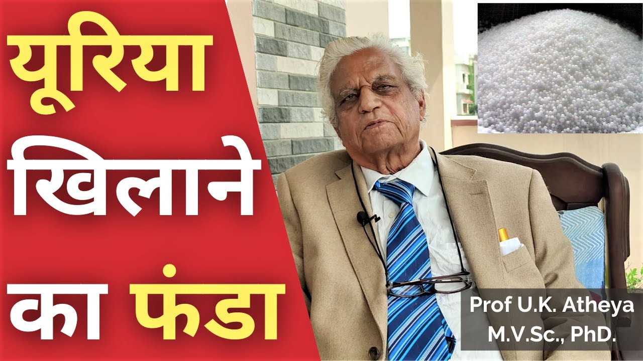 यूरिया खिलाने का फंडा | Urea Feeding to Dairy Animals