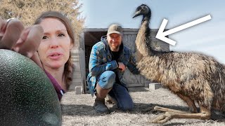 NO emu eggs, maybe ever. HERE’S WHY…