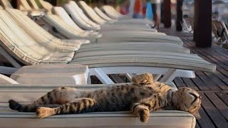 Анапские серые коты Дубль 1 Анапские серые коты Дубль 1