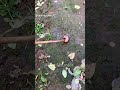 This snail is so cute.