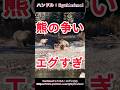 クマの喧嘩「こりゃ人間勝てないｗ」 #熊 #animals #動物