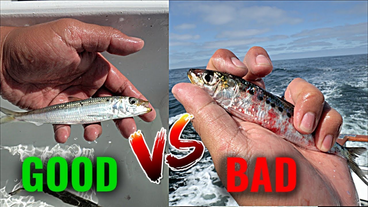 Live Bait Tips for Offshore Fishing [For New Anglers] 