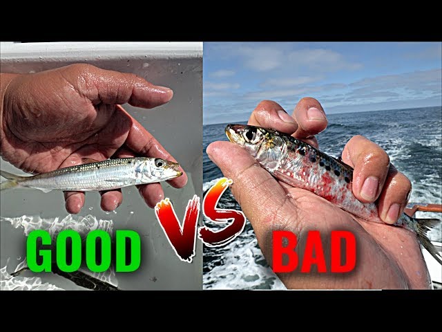 Live Bait Tips for Offshore Fishing [For New Anglers] 