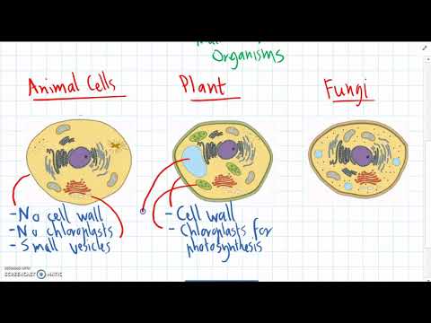 7 Animal, Plant & Fungus cells