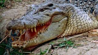 ШОК!!! Огромный гребнистый крокодил который живет в обычной семье на Филлипинах!!!