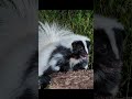 Top 5 Fascinating Facts About Skunks 🦨 | Nature’s Stinkiest Animal
