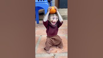 This baby monkey’s adorable smile is all the motivation you need today! 🌟🐵