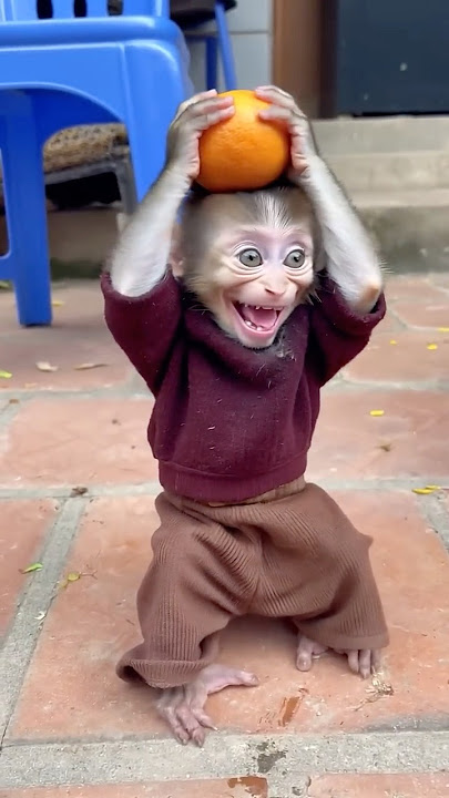 This baby monkey’s adorable smile is all the motivation you need today! 🌟🐵