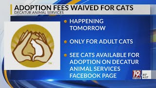 Adoption Fees Waived for Cats | Aug. 28, 2025 | News 19 at 4 p.m.