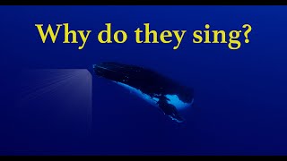 Humpback Whales Sing But Not Why You Think!