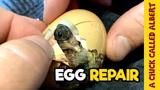 Operating On A Living Egg