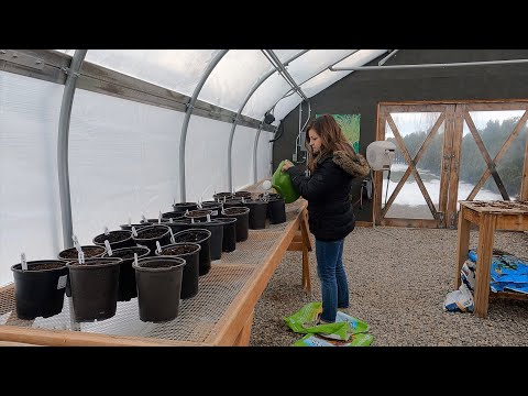 Potting Dahlias for Early Blooms! 🤞💜🌿// Garden Answer