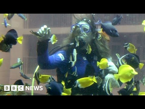 Giant Berlin hotel aquarium with 1,500 fish explodes – BBC News