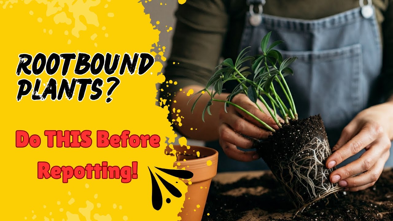 Why You Should ALWAYS Loosen the Root Ball Before Repotting - YouTube