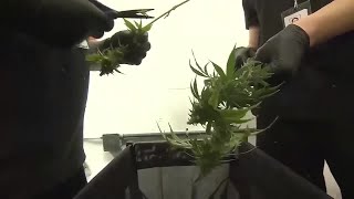 Roundtable reacts: What's next for marijuana in Kansas