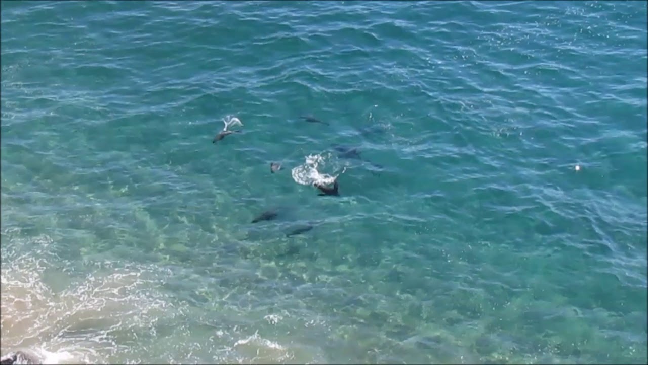 Great white shark v seals in Plett