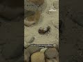 Giant cyborg cockroaches designed to aid in search and rescue after major disasters