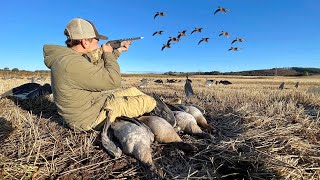 GOOSE HUNTING Pink-Footed Geese in the Heart of SCOTLAND!