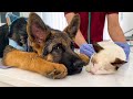 German Shepherd Puppy and Kitten's First Visit to the Vet!