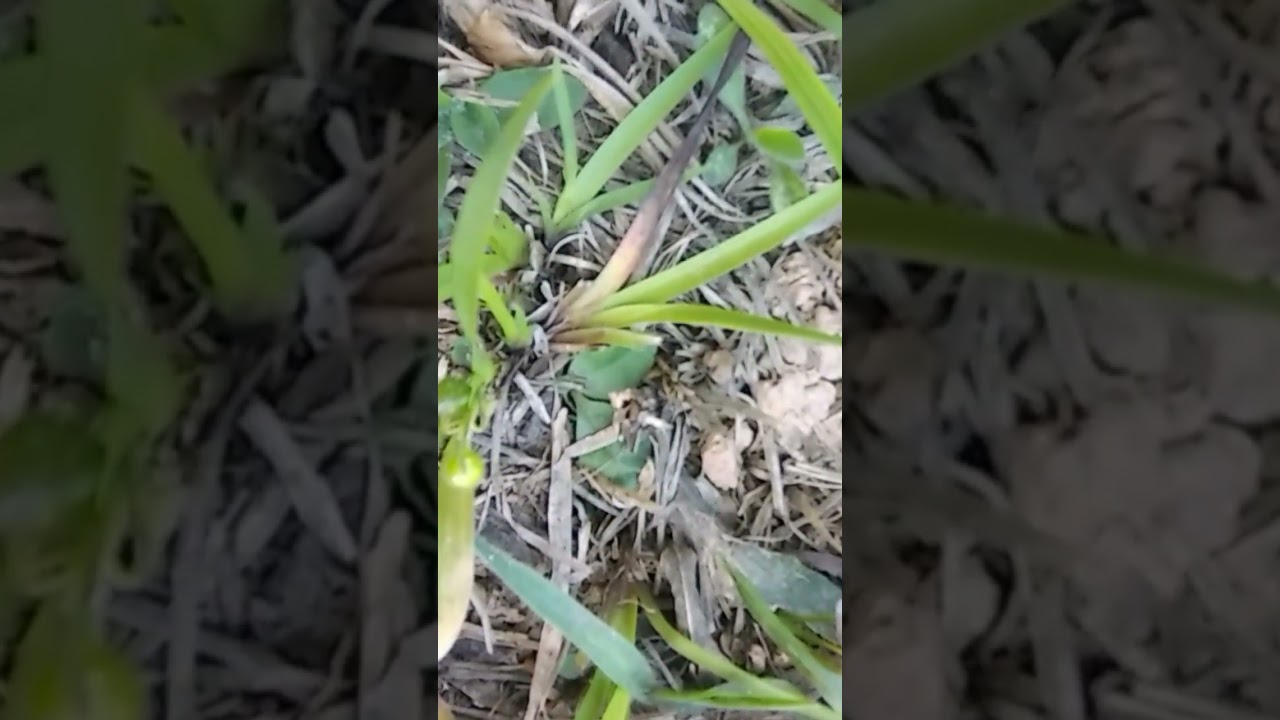 Alho-Anão/(Allium chamaemoly) L.[Ler Descrição]