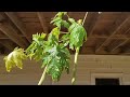 Another Garden Chronicles Update #agbornjamaican #fypシ #2024 #garden