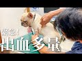 【緊急搬送】出血止まらないので動物病院へ！！ [フレブル フレンチブルドッグ]