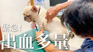 【緊急搬送】出血止まらないので動物病院へ！！ [フレブル フレンチブルドッグ]